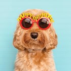 hond met zonnebril